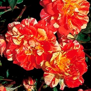 CLAIRE RAYNER (miniature)